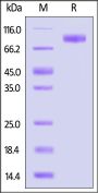 Mouse TPBG / 5T4 Protein, Fc Tag (MALS verified)