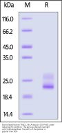 Biotinylated Human TRBC1 Protein, His,Avitag™