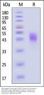 Biotinylated Cynomolgus TROP-2 / TACSTD2 Protein, His,Avitag™ (MALS verified)