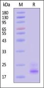 Biotinylated Human TRBC2 Protein, His,Avitag™