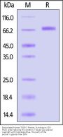 Biotinylated Human TROP-2 / TACSTD2 Protein, Fc,Avitag™