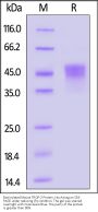 Biotinylated Mouse TROP-2 / TACSTD2 Protein, His,Avitag™ (MALS verified)