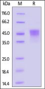 Biotinylated Mouse TROP-2 / TACSTD2 Protein, His,Avitag™ (MALS verified)