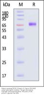 Rhesus macaque TROP-2 / TACSTD2 Protein, Fc Tag (MALS verified)