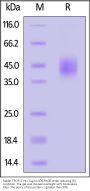 Rabbit TROP-2 / TACSTD2 Protein, His Tag (MALS verified)