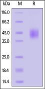 Rabbit TROP-2 / TACSTD2 Protein, His Tag (MALS verified)