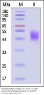 Biotinylated Rhesus macaque TROP-2 / TACSTD2 Protein, His,Avitag™ (MALS verified)