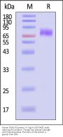 Human TRAIL R3 protein, Fc Tag (MALS verified)
