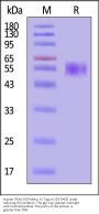 Human TRAIL R4 / TNFRSF10D Protein, Fc Tag (MALS verified)