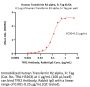 Human Transferrin R2 alpha Protein, Fc Tag