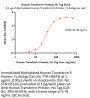 Human Transferrin Protein, His Tag (MALS verified)