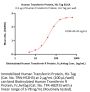 Human Transferrin Protein, His Tag (MALS verified)