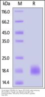Cynomolgus TSPAN8 Protein, His Tag
