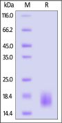 Mouse TSPAN8 Protein, His Tag (MALS verified)