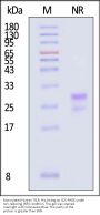 Biotinylated Human TSLP Protein, His,Avitag™ (MALS verified)