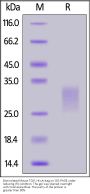 Biotinylated Mouse TSLP Protein, His,Avitag™