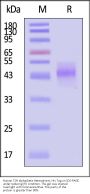 Human TSH alpha/beta Heterodimer Protein, His Tag