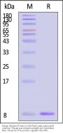 Human Ubiquitin Protein (MALS verified)
