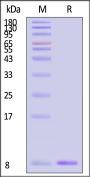 Human Ubiquitin Protein (MALS verified)