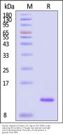Human Ubiquitin Protein, His Tag