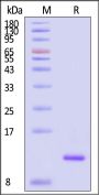 Human Ubiquitin Protein, His Tag