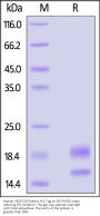 Human VEGF110 Protein, His Tag (MALS verified)