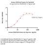 Human VEGF110 Protein, His Tag (MALS verified)