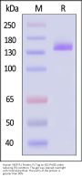 Human VEGF R1 Protein, Fc Tag