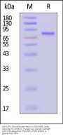 AAV5 VP1, Recombinant Protein