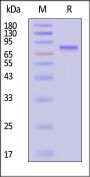 AAV5 VP1, Recombinant Protein