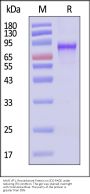 AAV6 VP1, Recombinant Protein