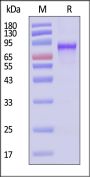 AAV6 VP1, Recombinant Protein