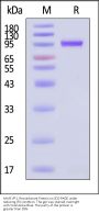 AAV8 VP1, Recombinant Protein