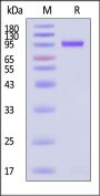 AAV8 VP1, Recombinant Protein