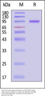 AAV9 VP1, Recombinant Protein