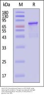 AAV5 VP2, Recombinant Protein