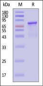 AAV5 VP2, Recombinant Protein