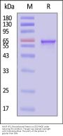 AAV9 VP2, Recombinant Protein