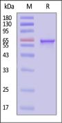 AAV9 VP2, Recombinant Protein