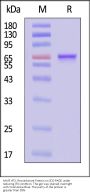 AAV8 VP2, Recombinant Protein