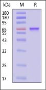 AAV8 VP2, Recombinant Protein