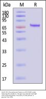 AAV6 VP2, Recombinant Protein