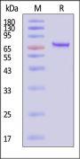 AAV6 VP2, Recombinant Protein