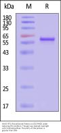 AAV6 VP3, Recombinant Protein