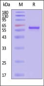 AAV6 VP3, Recombinant Protein