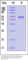 AAV5 VP3, Recombinant Protein