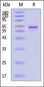 AAV5 VP3, Recombinant Protein