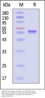 AAV8 VP3, Recombinant Protein