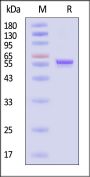 AAV8 VP3, Recombinant Protein