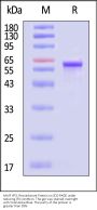 AAV9 VP3, Recombinant Protein